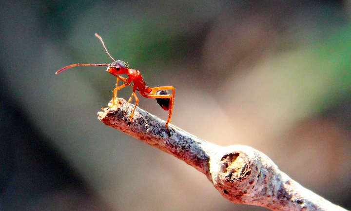 Ant on a stick 3